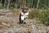 BERGER AUSTRALIEN PUPPIES 031
